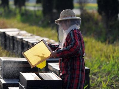 Kỹ thuật tạo ong chúa và nhân đàn lấy mật ong siêu dễ