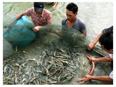 Các quy tắc quốc tế về nuôi tôm có trách nhiệm