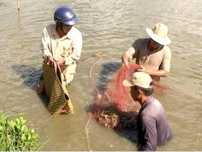 Bền vững nuôi tôm quảng canh cải tiến