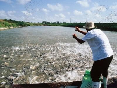 Hỗ trợ phát triển chứng nhận bền vững sản phẩm nuôi trồng thủy sản
