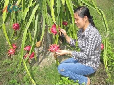 Vào mùa thanh long ruột đỏ