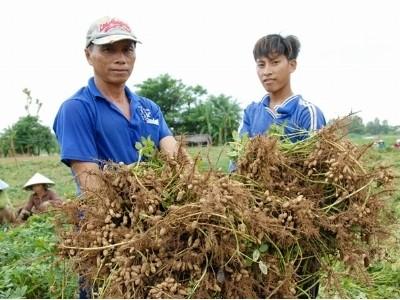 Đậu phộng trúng giá