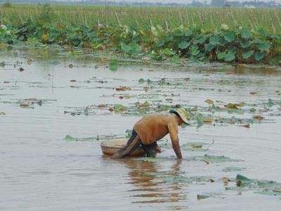 Thu bạc triệu từ trồng sen lấy ngó trên đất lúa