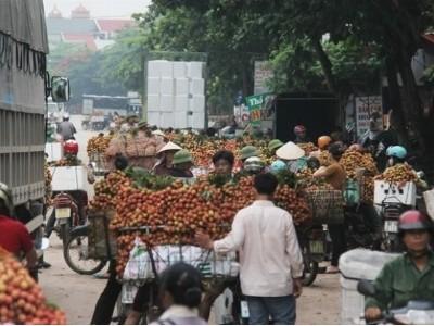 Vài thiều rớt giá thê thảm do thương lái Trung Quốc ngừng mua