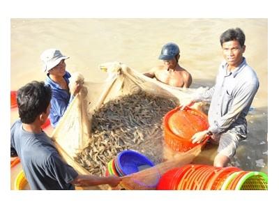 Gỡ khó cho vùng nuôi tôm