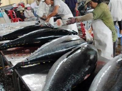 Xuất khẩu được 2 đợt cá ngừ sang Nhật Bản