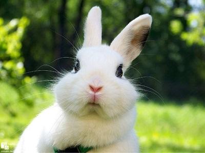 Bệnh viêm tuyến vú và viêm vú ở thỏ mẹ sau khi sinh, thỏ bị viêm da rụng lông