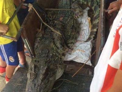 Hé lộ nguồn gốc cá sấu khủng ở hồ câu nổi tiếng Hà Nội