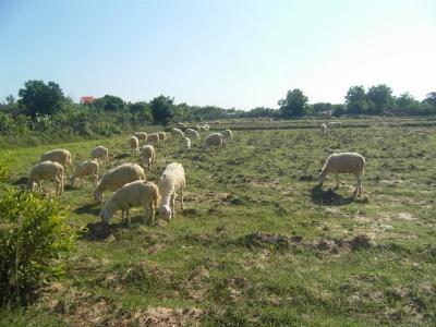 Sau mưa, cừu tăng giá lên 75.000 đồng/kg
