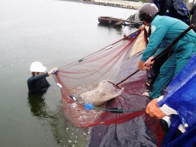 Quảng Trị tích cực phòng, chống dịch bệnh trên tôm nuôi