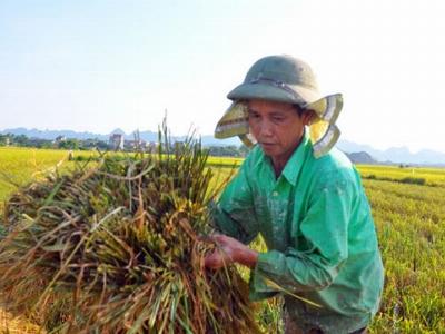 Lão nông tiên phong trồng cà phê VietGAP