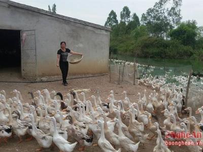 Thu lãi gần nửa tỷ mỗi năm từ nuôi vịt trời kết hợp nuôi cá