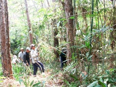 Khoanh nuôi và phát triển rừng lồ ô