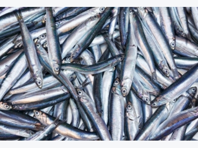 Are alternatives to fish oil really more sustainable?