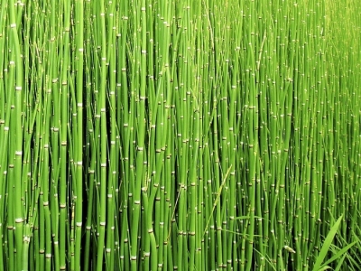 How to Grow or Eradicate Horsetail Plant