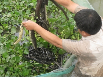 Kỹ thuật nuôi rắn ri cá trong vèo