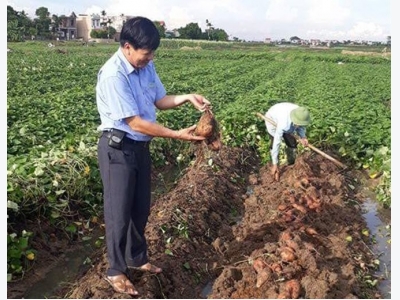 Khoai lang Hoàng Long xanh đồng Thanh Miện