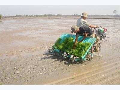 Gieo sạ, bón phân hợp lý cho lúa thu đông