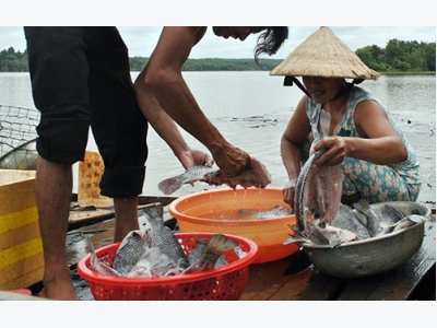Hàng chục tấn cá nuôi chết trắng ở Bình Phước