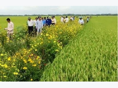 Mekong farmers plant high-yield Japanese rice