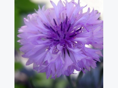 How to Grow Cornflower (Bachelor Button)