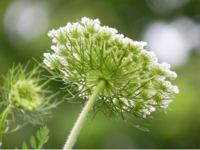 How to Grow Queen Annes Lace