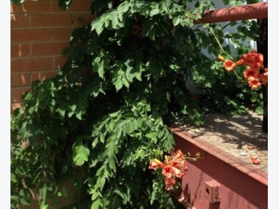 How to Grow Trumpet Vine