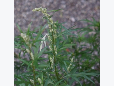 How to Get Rid of Invasive Mugwort