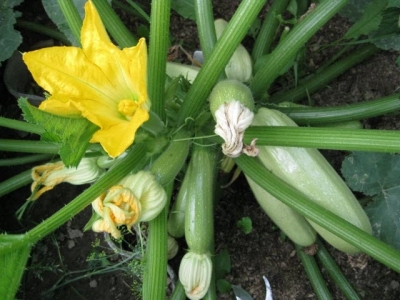 Grow Zucchini With This Easy Cultivation Tricks For Huge Harvest!