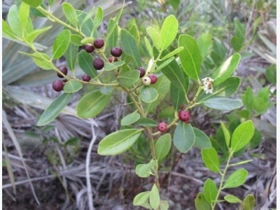 How to Grow Inkberry (Evergreen Winterberry)