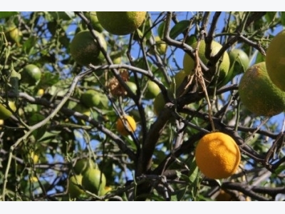 Common Diseases of Orange Trees