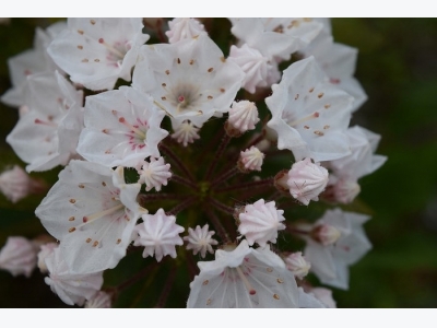 How to Grow Mountain Laurel