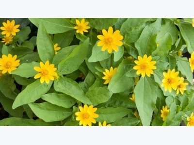 How to Grow Melampodium (Butter Daisy)