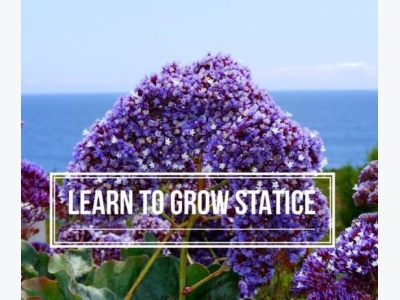 How to Grow Statice