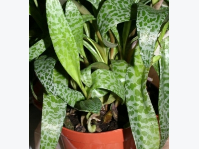 Caring for Potted Plants