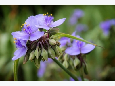 How to Grow Spiderwort