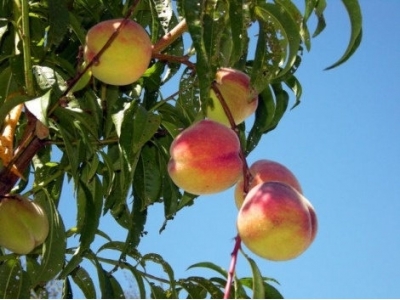 Common Diseases of Peach Trees