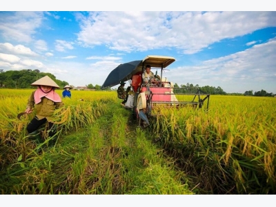 Winter-spring crop yields over 19 million tonnes of rice