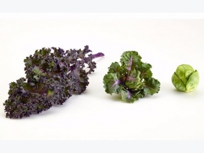 How to Grow Kalettes: New Superfood, the Kale and Brussels Sprouts Vegetable Hybrid
