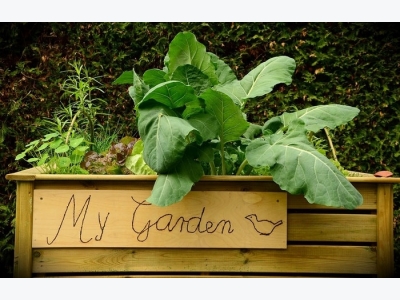 How to Make a Raised Bed Vegetable Garden