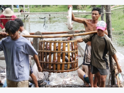 Vietnam catfish exporters worry as US applies tougher inspection procedures