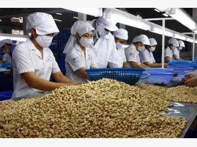 Vinacas urges cashew exporters to be more cautious over futures contracts