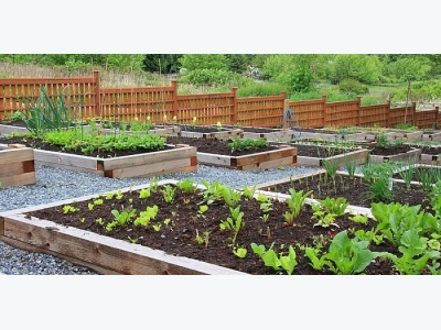 Vegetable Garden for Beginners!