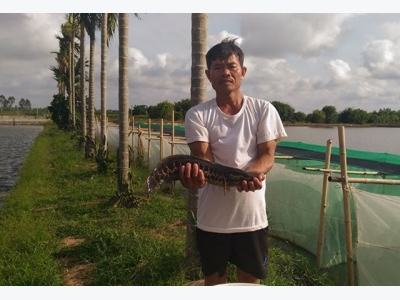 Lão nông cho sinh sản nhân tạo thành công nhiều loại thủy sản quý