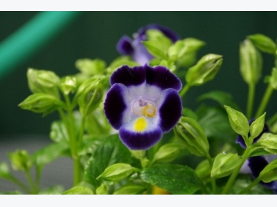 How to Grow Torenia