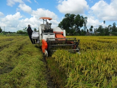 Mekong Delta authorities warn about excessive rice stock