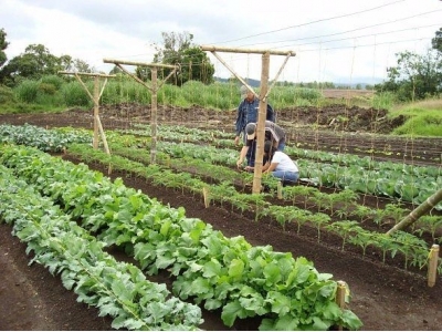 Vegetables That Should Be Planted Next To Each Other!