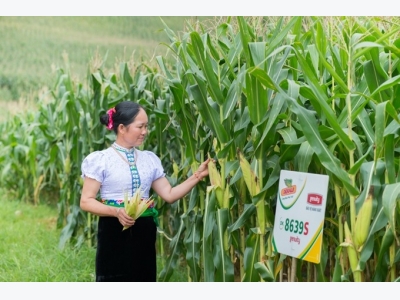 Việt Nams corn imports to continue