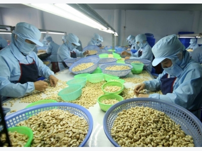 Vietnam to import more cashew