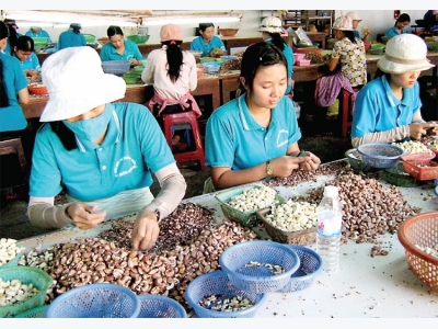 Vietnams cashew problem: A tough nut to crack